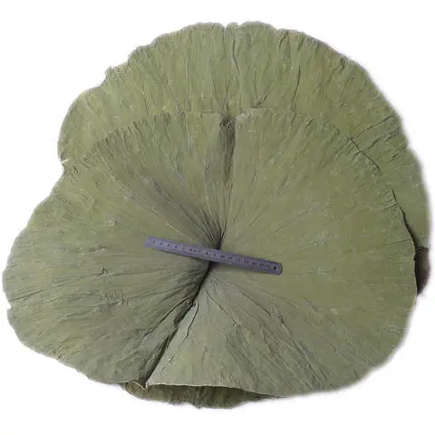 3-氨基-四氢-噻吩-3-甲酸盐酸盐