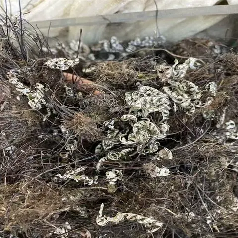 烯丙基醚