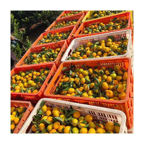 2-Amino-5-fluoronicotinamide