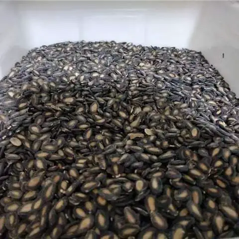 碳酸亚乙酯