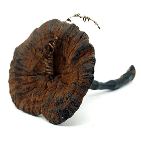 2-氯-4-(环丙胺基)嘧啶-5-羧酸
