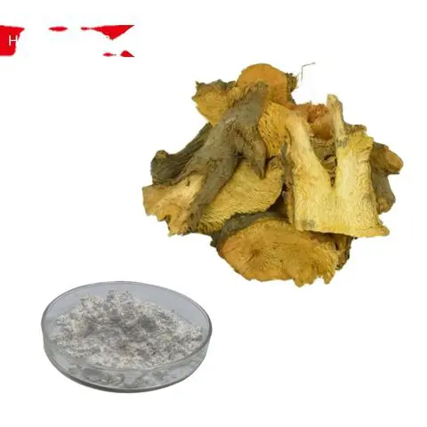 AGL1（pSoup） 感受态细胞