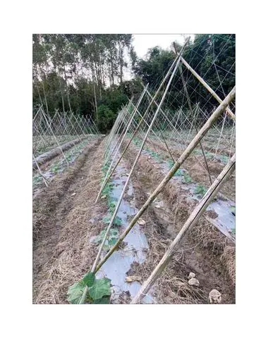 环己基三氯硅烷