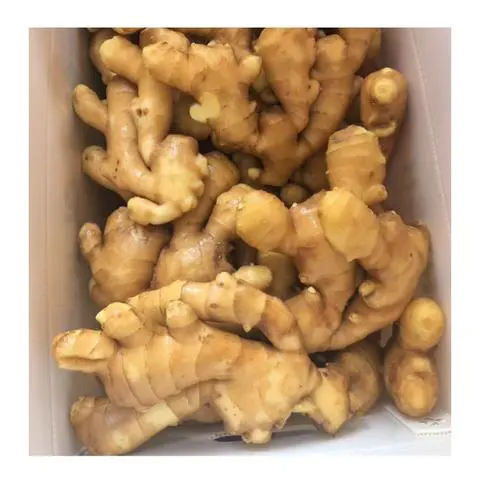 1-乙酰基哌啶-2-酮
