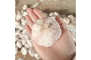 N-(1-二苯甲基氮杂环丁烷-3-基)乙酰胺