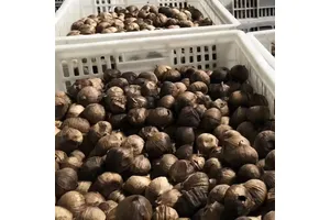 二氢乌本(箭毒)苷