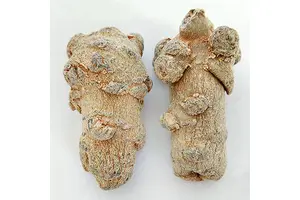 2,3-二氯-5-甲氧基吡啶